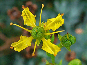 Απήγανος 50γρ