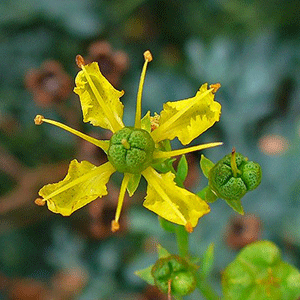 Απήγανος 50γρ