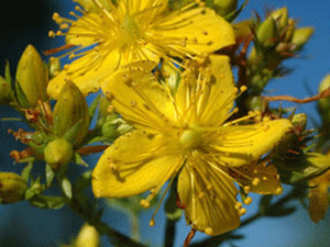 Βάλσαμο 50γρ