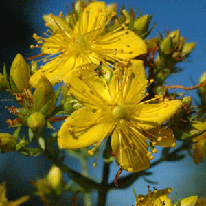 Βάλσαμο 50γρ