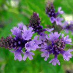 Βερμπένα 50γρ