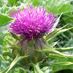 Γαϊδουράγκαθο Άνθος 50γρ