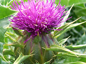 Γαϊδουράγκαθο Άνθος 50γρ