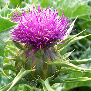 Γαϊδουράγκαθο Άνθος 50γρ