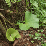 Γκότου Κόλα 50γρ