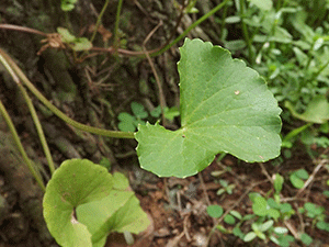 Γκότου Κόλα 50γρ