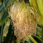 Γένια Καλαμποκιού 50γρ