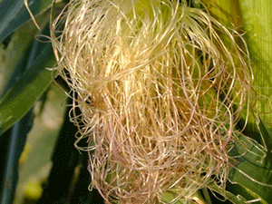 Γένια Καλαμποκιού 50γρ