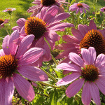 Εχινάκεια 100γρ