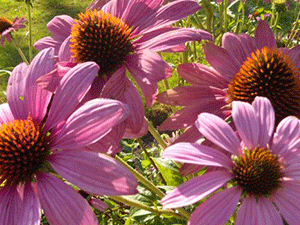 Εχινάκεια 100γρ