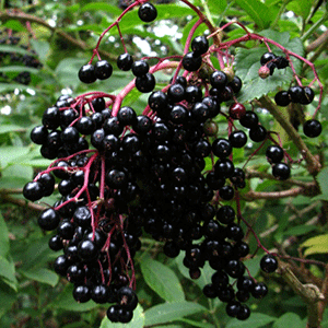 Ζαμπούκος Ανθός 50γρ