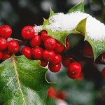 Ιξός - Γκι 50γρ