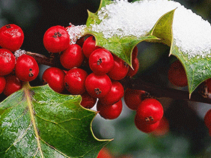 Ιξός - Γκι 50γρ