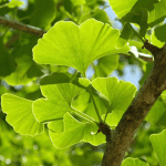 Γκίνγκο Μπιλόπμπα 50γρ