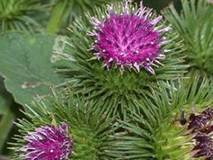 Κολλητσίδα ρίζα 100γρ