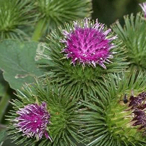 Κολλητσίδα ρίζα 100γρ