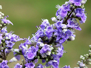 Λυγαριά 50γρ