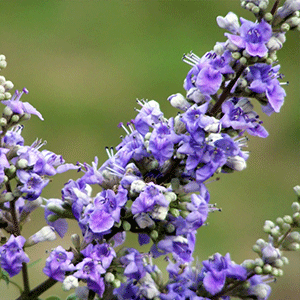 Λυγαριά 50γρ