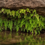 Πολυτρίχι - Αδίαντος 50γρ