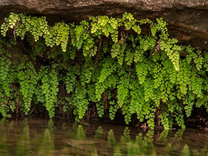 Πολυτρίχι - Αδίαντος 50γρ