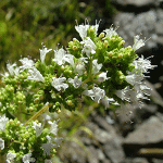 Ρίγανη Ελληνική 50γρ