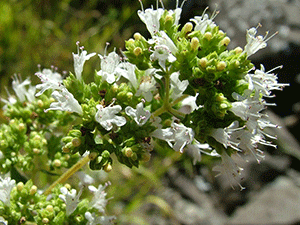 Ρίγανη Ελληνική 50γρ