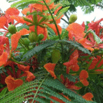 Σανταλόξυλο 50γρ