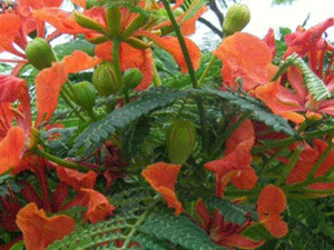 Σανταλόξυλο 50γρ