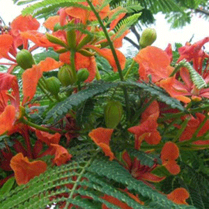 Σανταλόξυλο 50γρ