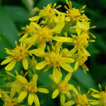 Σολιντάγκο 50γρ