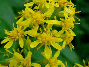 Σολιντάγκο 50γρ