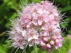 Σπειραία 50γρ