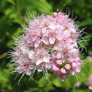 Σπειραία 50γρ