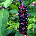 Φυτολάκα 50γρ