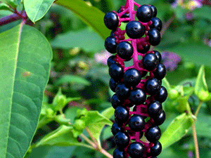 Φυτολάκα 50γρ