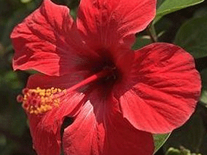 Ιβίσκος 50γρ