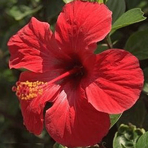 Ιβίσκος 50γρ