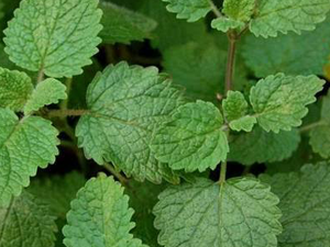 Μελισσόχορτο 50γρ