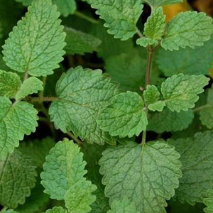 Μελισσόχορτο 50γρ