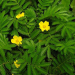 Νταμιάνα 50γρ