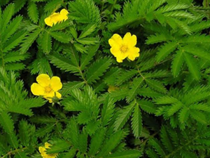 Νταμιάνα 50γρ