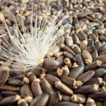 Σπόροι Γαϊδουράγκαθου 100γρ