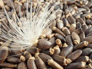 Σπόροι Γαϊδουράγκαθου 100γρ