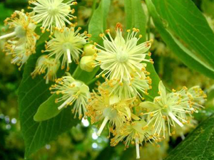 Τίλιο - Φλαμούρι 50γρ