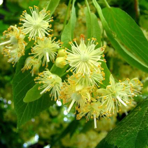 Τίλιο - Φλαμούρι 50γρ