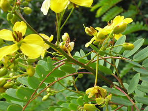 Φύλλα Αλεξανδρείας 50γρ