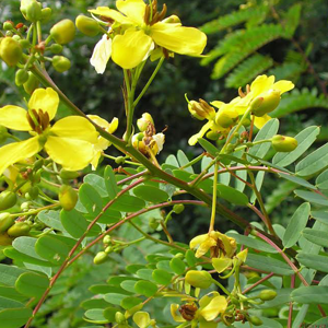 Φύλλα Αλεξανδρείας 50γρ