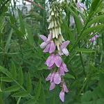 Γκαλέγκα 50γρ