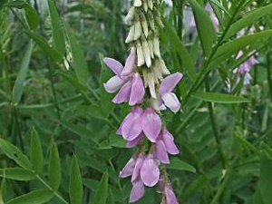 Γκαλέγκα 50γρ