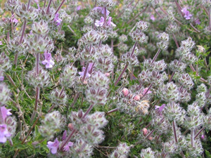 Θρούμπι Ελληνική 100γρ